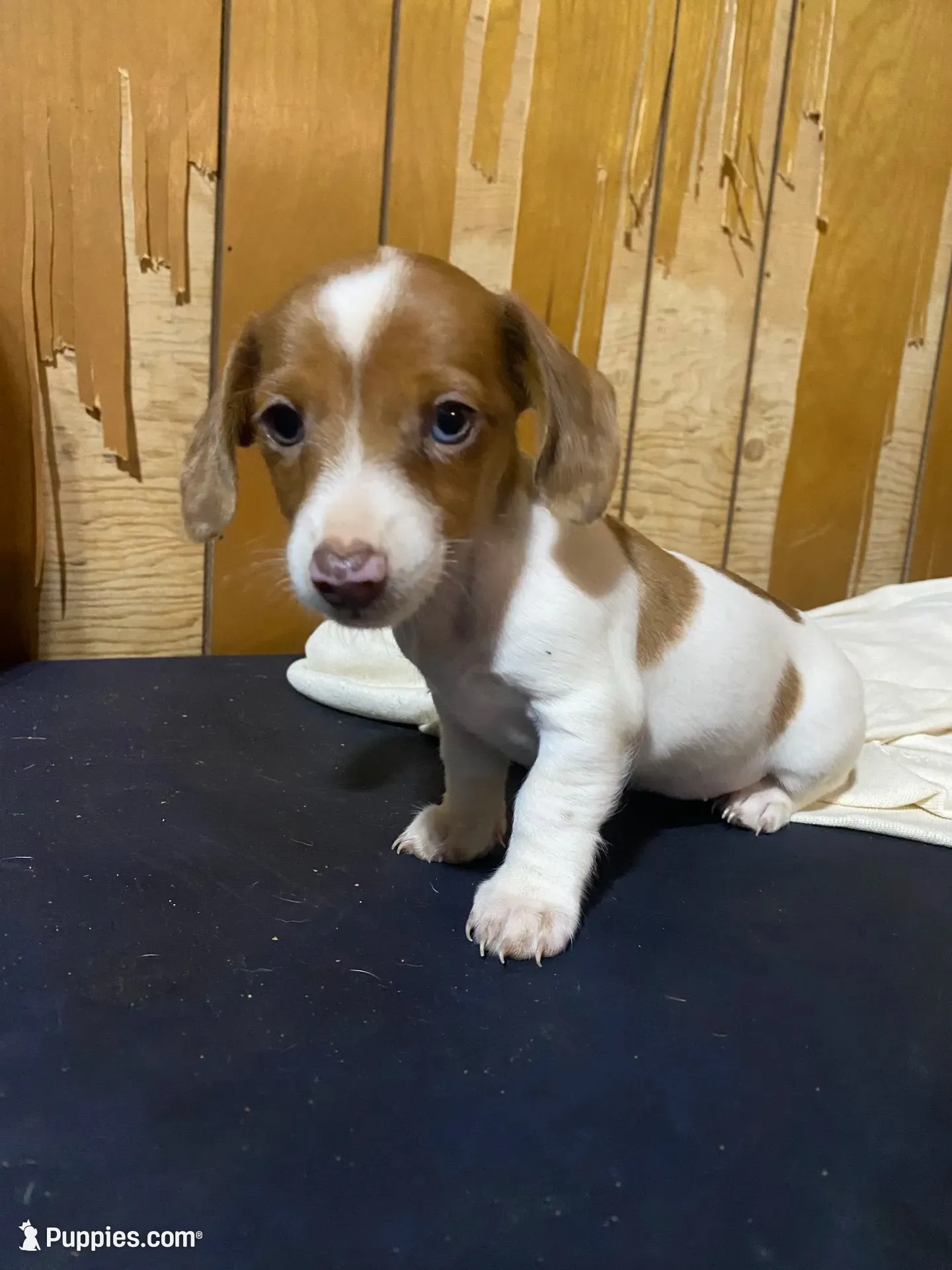 Ruby, a female Miniature Dachshund for sale in Taylorsville, NC – 4 of 10