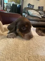 Joy AKC CkC, a female Miniature Dachshund for sale in Taylorsville, NC – 5 of 5