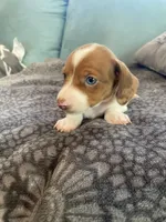 Heidi, a female Miniature Dachshund for sale in Taylorsville, NC – 4 of 4