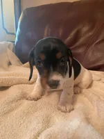 Hank, a male Miniature Dachshund for sale in Taylorsville, NC – 3 of 4