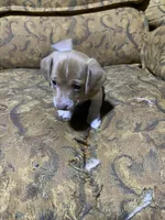 Runt akc, a male Miniature Dachshund for sale in Taylorsville, NC – Photo 3 of 7