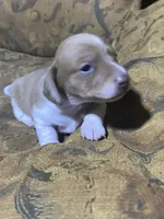 Runt, a male Miniature Dachshund for sale in Taylorsville, NC – Photo 1 of 4