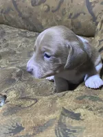 Runt, a male Miniature Dachshund for sale in Taylorsville, NC – Photo 3 of 4