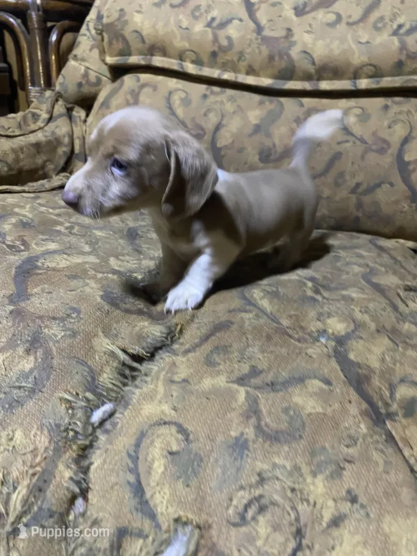 Runt akc – Miniature Dachshund puppy for sale in Taylorsville, NC