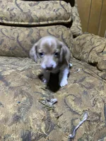 Runt akc, a male Miniature Dachshund for sale in Taylorsville, NC – Photo 2 of 7