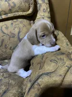 Runt akc, a male Miniature Dachshund for sale in Taylorsville, NC – Photo 1 of 7