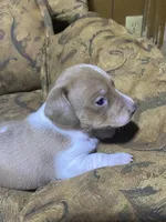 Runt, a male Miniature Dachshund for sale in Taylorsville, NC – Photo 2 of 4