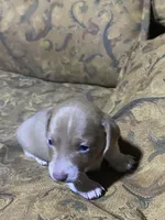 Runt, a male Miniature Dachshund for sale in Taylorsville, NC – Photo 4 of 4