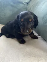 Mable, a female Miniature Dachshund for sale in Taylorsville, NC – 2 of 4