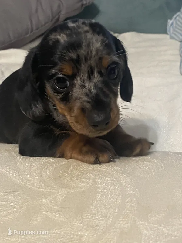 Max AKC – Miniature Dachshund puppy for sale in Taylorsville, NC