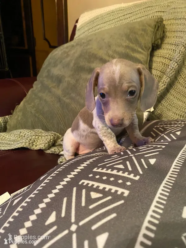 Carter AKC – Miniature Dachshund puppy for sale in Taylorsville, NC