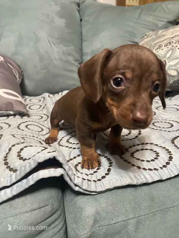 Tucker AKC – Miniature Dachshund puppy for sale in Taylorsville, NC