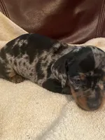 Angel Akc , a female Miniature Dachshund for sale in Taylorsville, NC – 6 of 10
