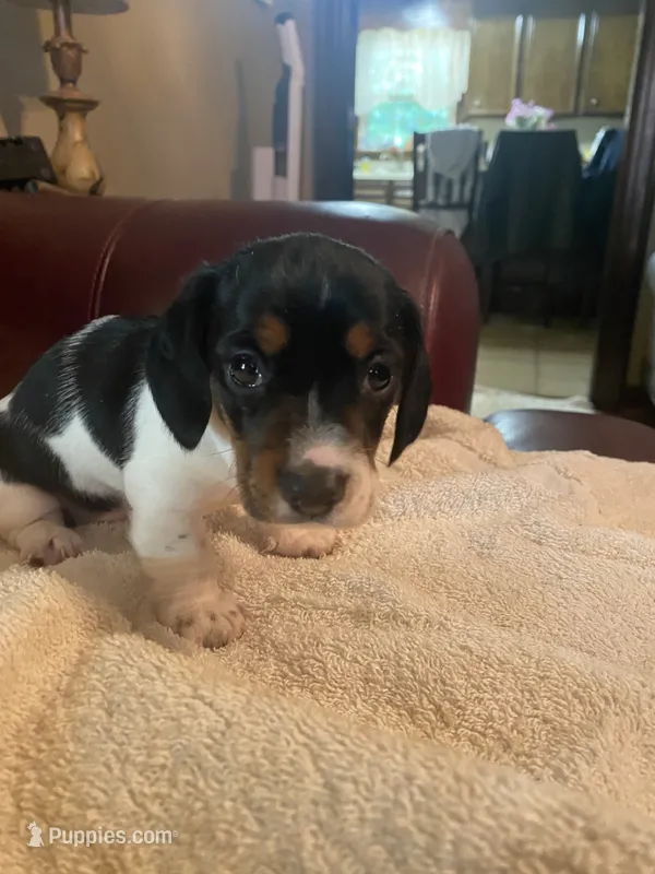 Hank – Miniature Dachshund puppy for sale in Taylorsville, NC