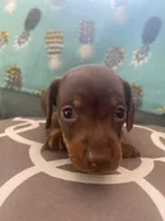 Tucker, a male Miniature Dachshund for sale in Taylorsville, NC – 4 of 4