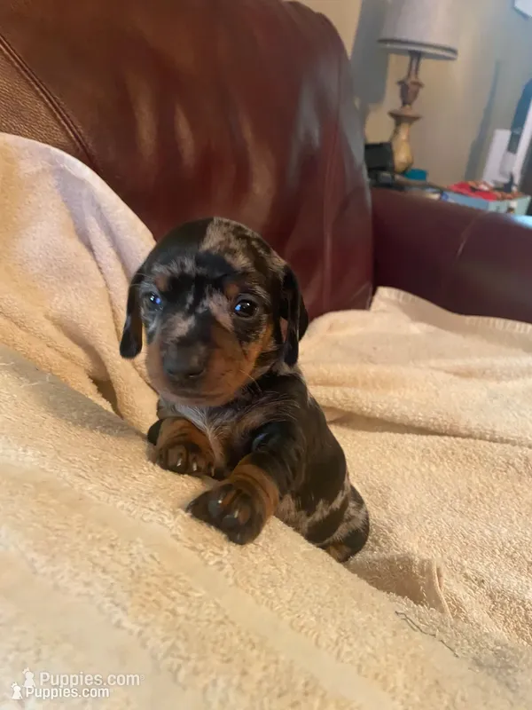 Sprinkles Akc Ckc – Miniature Dachshund puppy for sale in Taylorsville, NC