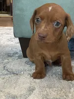 Buster, a male Miniature Dachshund for sale in Taylorsville, NC – 2 of 4