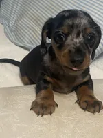 Max AKC no deposit, a male Miniature Dachshund for sale in Taylorsville, NC – 4 of 7