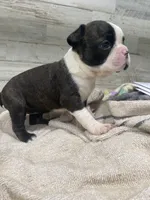 Lucy, a female Boston Terrier for sale in Taylorsville, NC – 2 of 5