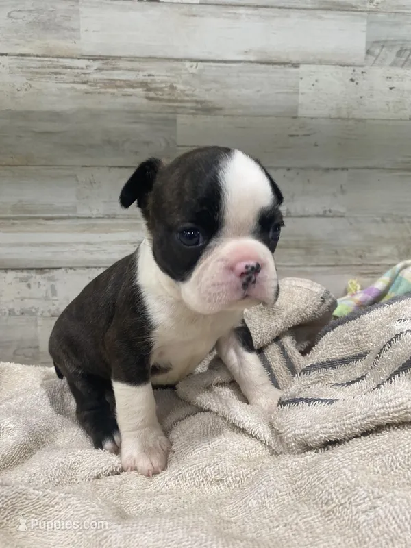 Lucy – Boston Terrier puppy for sale in Taylorsville, NC