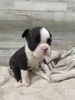 Lucy, a female Boston Terrier for sale in Taylorsville, NC – 1 of 5