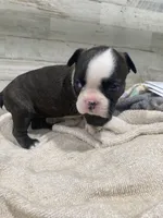 Lucy, a female Boston Terrier for sale in Taylorsville, NC – 3 of 5