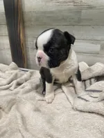 Lucy, a female Boston Terrier for sale in Taylorsville, NC – 4 of 5