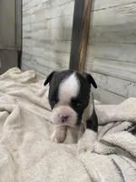 Lucy, a female Boston Terrier for sale in Taylorsville, NC – 5 of 5
