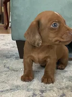 Buster, a male Miniature Dachshund for sale in Taylorsville, NC – 3 of 4