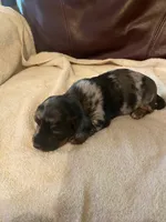 Pepper Akc Ckc longhair, a male Miniature Dachshund for sale in Taylorsville, NC – 5 of 5