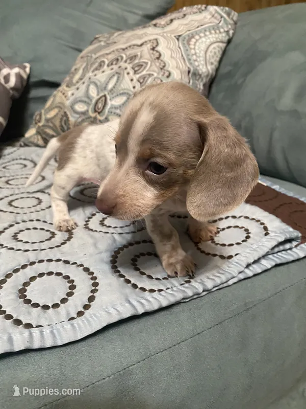 Ruby AKC – Miniature Dachshund puppy for sale in Taylorsville, NC