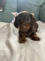 Honey, a female Miniature Dachshund for sale in Taylorsville, NC – 5 of 7