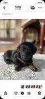Mable, a female Miniature Dachshund for sale in Taylorsville, NC – 3 of 4