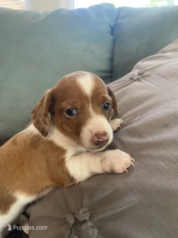 Heidi – Miniature Dachshund puppy for sale in Taylorsville, NC
