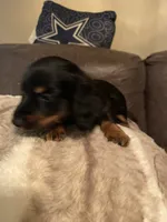Bowie, a male Miniature Dachshund for sale in Taylorsville, NC – 7 of 7