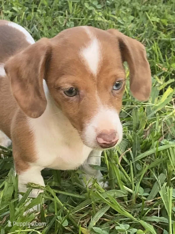 Ruby – Miniature Dachshund puppy for sale in Taylorsville, NC
