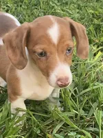 Ruby, a female Miniature Dachshund for sale in Taylorsville, NC – 1 of 5
