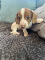 Savannah, a female Miniature Dachshund for sale in Taylorsville, NC – 2 of 4
