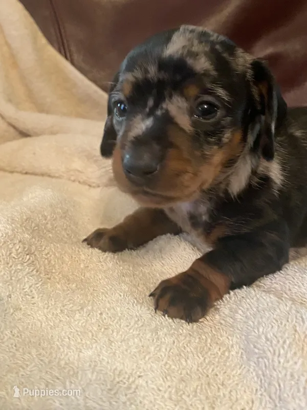 Angel Akc  – Miniature Dachshund puppy for sale in Taylorsville, NC