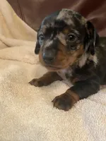 Angel Akc , a female Miniature Dachshund for sale in Taylorsville, NC – 1 of 10