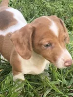 Ruby, a female Miniature Dachshund for sale in Taylorsville, NC – 3 of 5