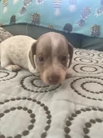 Ruby, a female Miniature Dachshund for sale in Taylorsville, NC – 3 of 4