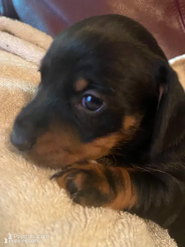 Duffy Akc Ckc – Miniature Dachshund puppy for sale in Taylorsville, NC