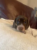 Joy AKC CkC, a female Miniature Dachshund for sale in Taylorsville, NC – 3 of 5