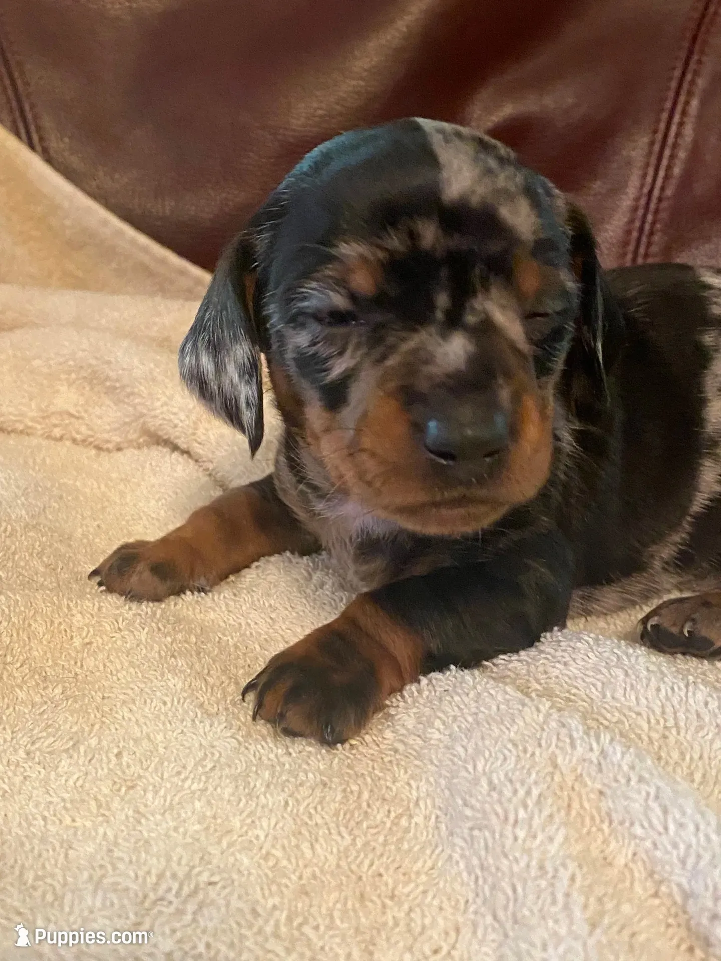 Angel Akc , a female Miniature Dachshund for sale in Taylorsville, NC – 9 of 10