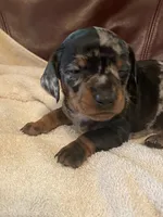 Sprinkles Akc Ckc, a female Miniature Dachshund for sale in Taylorsville, NC – 2 of 5
