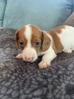 Savannah, a female Miniature Dachshund for sale in Taylorsville, NC – 3 of 4