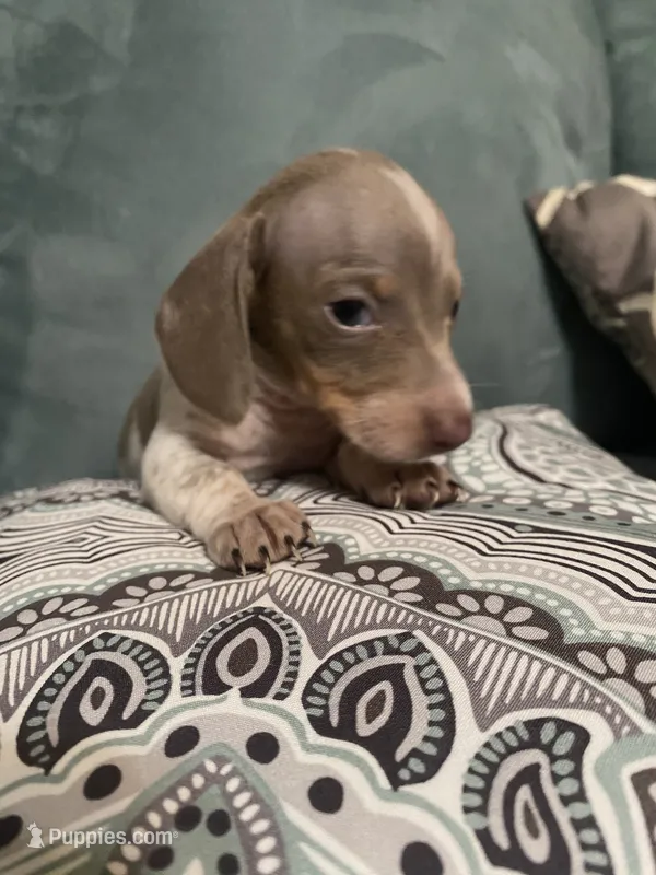 Carter AKC – Miniature Dachshund puppy for sale in Taylorsville, NC