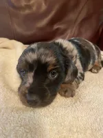 Pepper Akc Ckc longhair, a male Miniature Dachshund for sale in Taylorsville, NC – 4 of 5