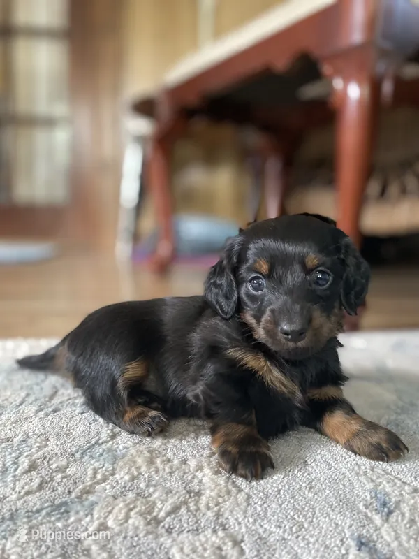 Mable – Miniature Dachshund puppy for sale in Taylorsville, NC